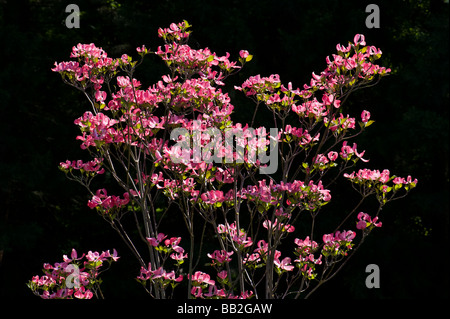 Cornaceae Cornus florida L blumen cornouiller fleuri hartriegel amérique du nord jardin contexte lilas foncé rose rouge soleil soleil vert Banque D'Images