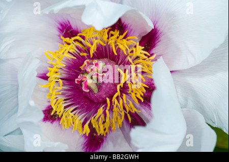 Rose rouge jaune blanc pivoine paeonia suffruticosa Asie Banque D'Images