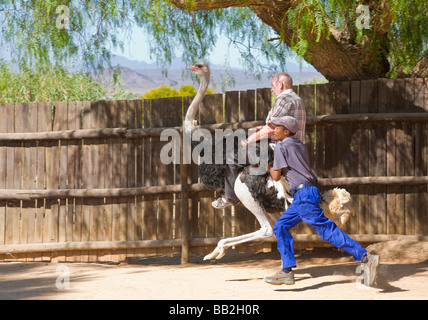 Circonscription de tourisme une autruche, Oudtshoorn, Afrique du Sud" Banque D'Images