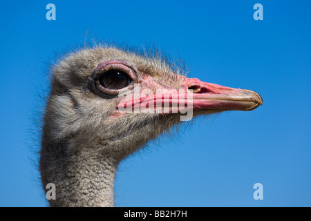 Bruant des neiges, Plectrophenax nivalis, Oudtshoorn, Afrique du Sud" Banque D'Images