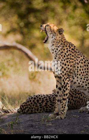 Cheetah le bâillement tête dans la lumière du soleil, la bouche ouverte, les yeux fermés, langue, rire montrant les dents, assis bien droit dans la brousse africaine vert Botswana Banque D'Images