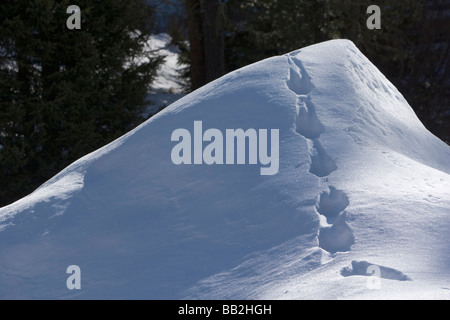 Red Deer (Cervus elaphus) pistes dans la neige, Alpes Italiennes Banque D'Images