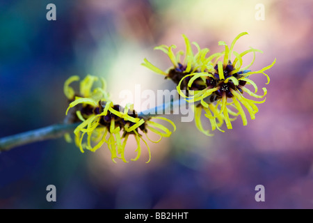 Hamamelis mollis 'Coombe Wood' l'Hamamélis, fleurs d'hiver Banque D'Images