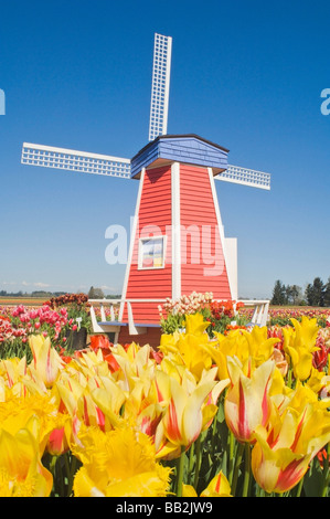 Moulin de sabots de bois à Tulip Farm ; Willamette Valley, Woodburn, Oregon, USA Banque D'Images