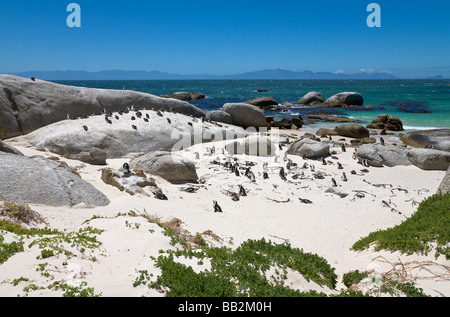 'Pingouins à Boulders Beach', 'Simons Town', 'South Africa' Banque D'Images