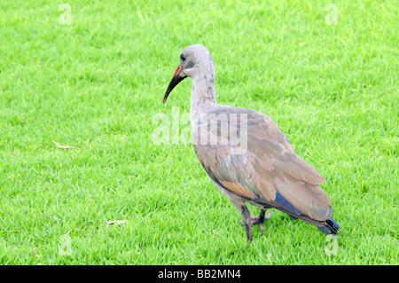 Ibis Bostrychia hagedash Hadeda Green Point Cape Town Afrique du Sud Banque D'Images