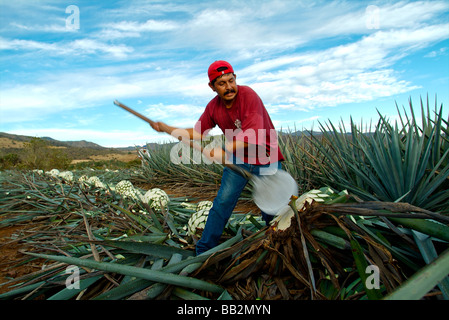 Agriculteur dans le champ d'agaves coupant les feuilles de l'agave bleu. Banque D'Images