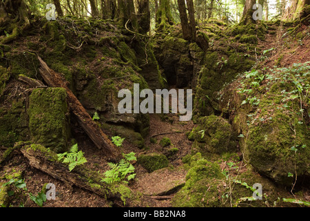 UK Gloucestershire Forêt de Dean Puzzlewood Milkwall Lambsquay Coleford Grand Bois Banque D'Images