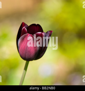 Close up of Tulip reine de la nuit Banque D'Images