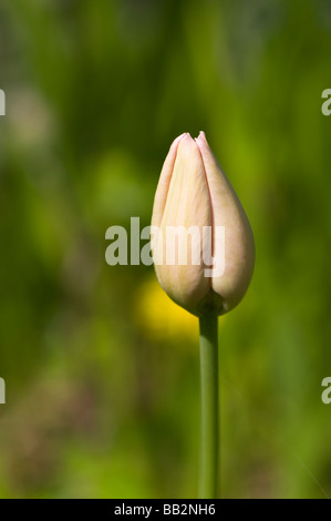 Close up d'un rose pâle Tulipa Esther en bouton Banque D'Images