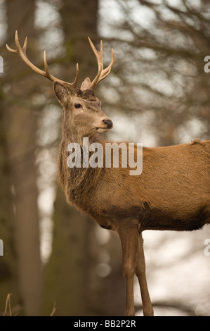 Red Deer standing in woodland à Richmond Park, Londres Banque D'Images