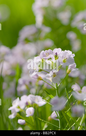 Cuckooflower ou Lady's Smock, Cardamine pratensis Banque D'Images