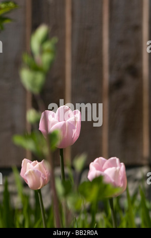 Close up de Tulipa Esther avec un accent pourri en herbe en premier plan Banque D'Images