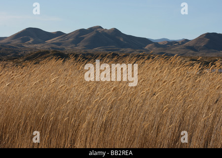 Bosque del Apache paysage, Nouveau Mexique Banque D'Images