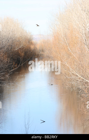 Photographie picturale de rivière à Bosque del Apache, réserve naturelle, Nouveau Mexique Banque D'Images