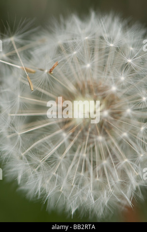 Réveil de pissenlit, Taraxacum officinale Banque D'Images