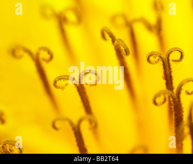 Pissenlit fleur jaune fermer uo Banque D'Images