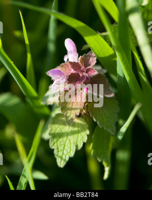 Red Dead-nettle, Lamium purpureum Banque D'Images