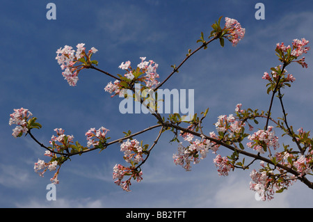 Fleurs de Printemps rose viburnum bodnant contre un ciel bleu toronto Banque D'Images