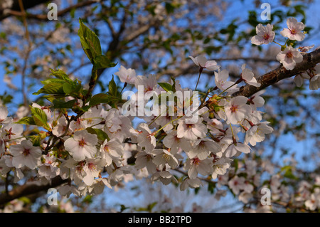 Près d'une succursale avec de nouvelles feuilles et fleurs blanches et roses sur un cerisier du Japon Prunus serrulata Sakura Somei-Yoshino à High Park, Toronto Banque D'Images