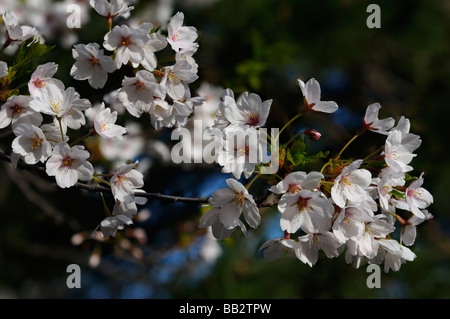 Close up de fleurs blanches et de voler sur un cerisier en Japonais Prunus serrulata lumière matin Sakura Somei-Yoshino à High Park, Toronto Banque D'Images