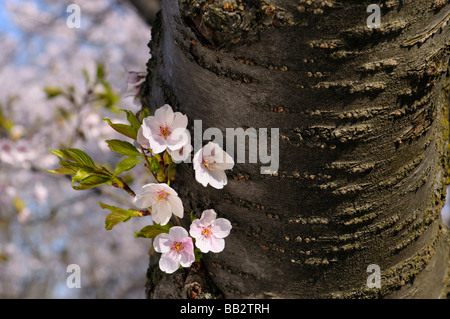 Fleurs blanches et roses sur le tronc d'un cerisier Sakura à High Park Toronto au printemps Prunus serrulata Somei-Yoshino Banque D'Images