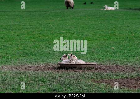 Deux jeunes agneaux endormis dans un creux rond en métal dans un champ d'herbe verte Irlande spring Banque D'Images