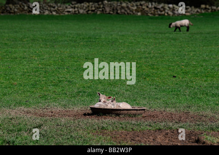 Deux jeunes agneaux endormis dans un creux rond en métal dans un champ d'herbe verte Irlande spring Banque D'Images