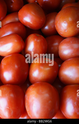 - La tomate est un fruit rouge Banque D'Images