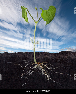 Bean bébé Système de racines et de plantes Banque D'Images