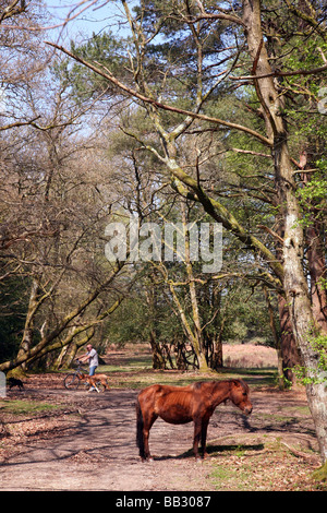 Les cyclistes passant une nouvelle forêt pony dans les bois près du village de Burley Banque D'Images