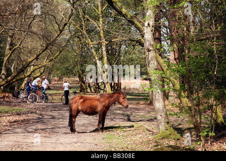 Les cyclistes passant une nouvelle forêt pony dans les bois près du village de Burley Banque D'Images