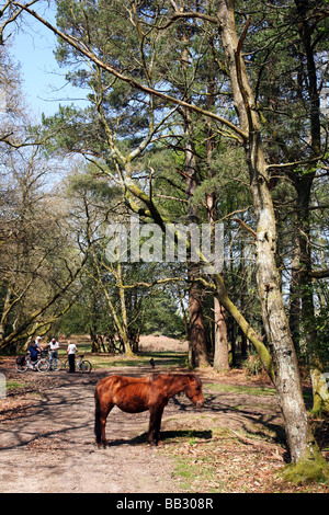 Les cyclistes passant une nouvelle forêt pony dans les bois près du village de Burley Banque D'Images