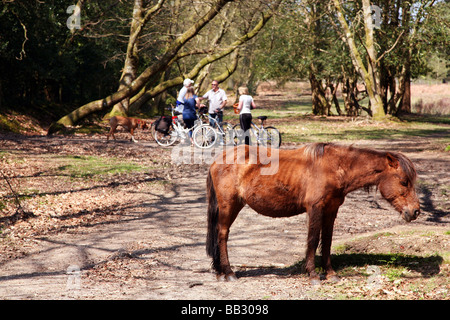 Les cyclistes passant une nouvelle forêt pony dans les bois près du village de Burley Banque D'Images