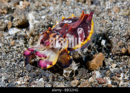 Océan Indien Île Sulawesi Indonésie Détroit de Lembeh. Une seiche flamboyante du Pfeffer clignote couleurs brillantes en situation d'alerte. Banque D'Images