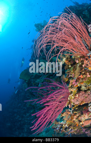 Les plongeurs sous-marins à Tukang Besi Préserver récifs intacts, près de plongeur de Wakatobi Resort, South Sulaweso, Indonésie, S.E. Asie Banque D'Images