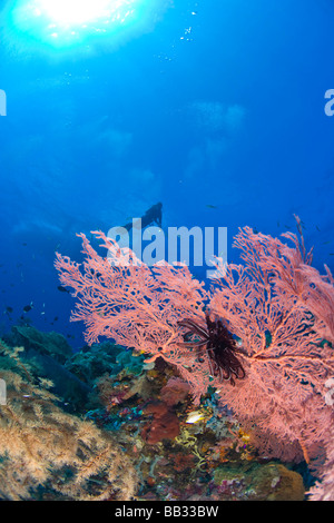 Les plongeurs sous-marins à Tukang Besi Préserver récifs intacts, près de plongeur de Wakatobi Resort, South Sulaweso, Indonésie, S.E. Asie Banque D'Images