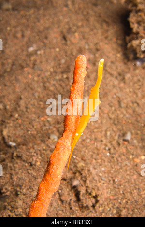 L'Indonésie, de la province de Bali, Tulamben. (Cyanospilas Hippichthys syngnathe robuste). Banque D'Images