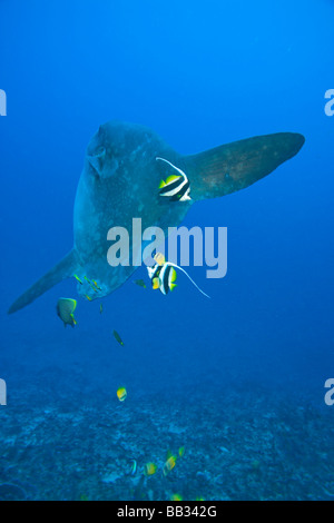 Poisson Lune Mola Mola Adulte Photo Stock Alamy