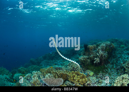 L'INDONÉSIE, Sulawesi du Sud, Province de l'archipel de Wakatobi préserver. Mer bagués Krait (Laticauda colubrina). Banque D'Images