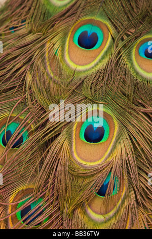 USA, Floride ; Pensacola. Close up de plumes de paon. Banque D'Images