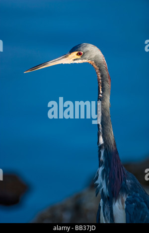 Un héron tricolore sur le bord d'un marécage de mangroves à J. N. Ding Darling National Wildlife Refuge en Floride, SUD. Banque D'Images