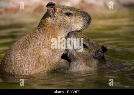 Capybara kissing - Hydrochoerus hydrochaeris Banque D'Images