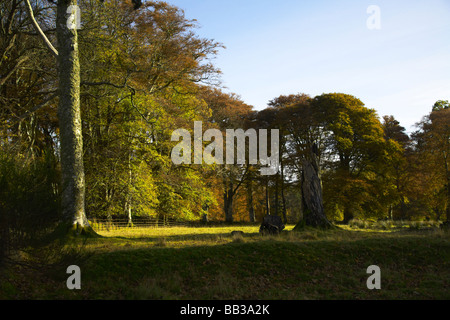 Les couleurs des feuilles d'automne, Parc de Strachur Strachur, Argyll, Scotland Banque D'Images