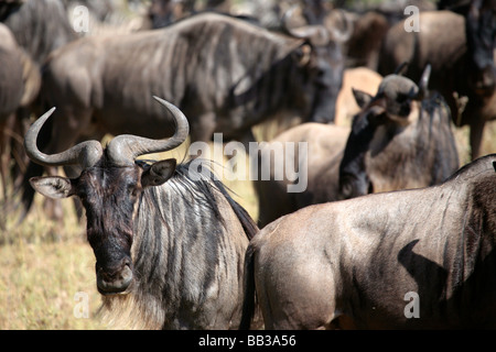 Gnous sur les plaines du Serengeti pendant la migration annuelle vers le Masai Mara Banque D'Images