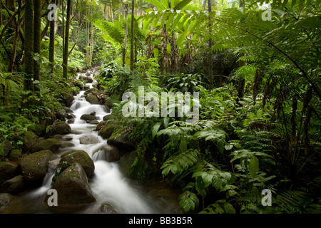 USA, Hawaii, Big Island, Hilo, Hawaii Tropical Gardens Park (RF) Banque D'Images