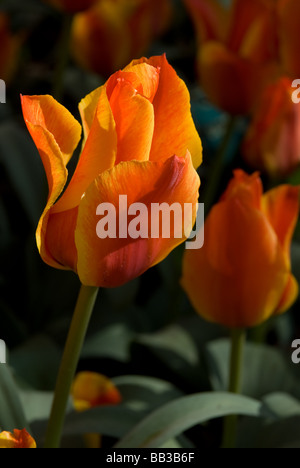 Tulipa Greigii 'Compostelle' - (div. 14) Banque D'Images