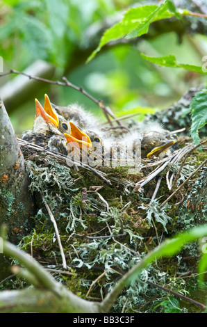 Une Grive Turdus ericetorum nourrir quatre jeunes poussins dans son nid dans un arbre de la cerise dans le Kent Banque D'Images