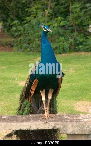 USA, Hawaii, Kauai, Peacock à la famille Smith Laua. (RF) Banque D'Images