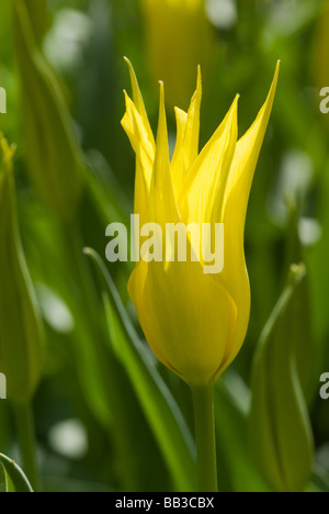 Tulipa 'West Point' - Lily Fleur (div. 6) Banque D'Images